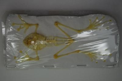 Fajervarya limnocharis, grenouille squelette