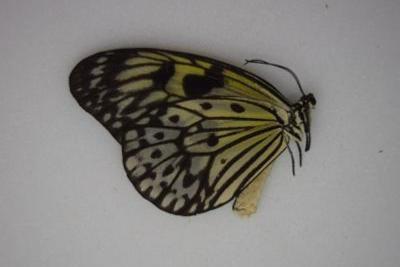 Idea leuconoe