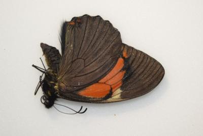 Papilio euterpinos male