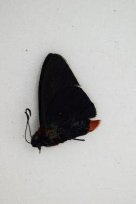 Pyrrhopyge thericles