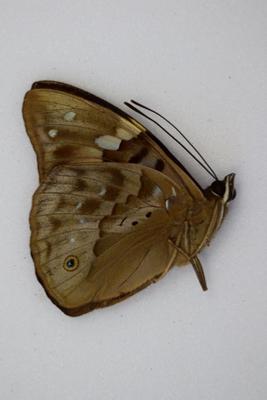 Apaturina ermnea papuana male
