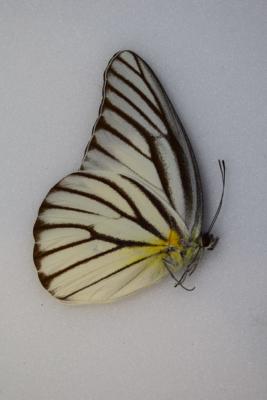 Appias hombroni male
