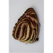Athyma eulimene hegelochus femelle RARE