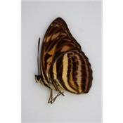 Athyma eulimene hegelochus male RARE