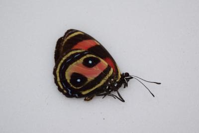Callicore pytheas male RARE