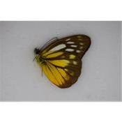 Cepora judith hespera male