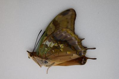 Charaxes candiope mâle