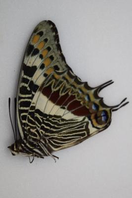 Charaxes castor femelle