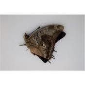 Charaxes etheocles etheocles mâle