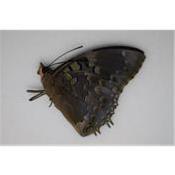 Charaxes smaragdalis smaragdalis male
