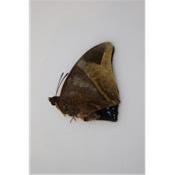 Charaxes zelica mâle