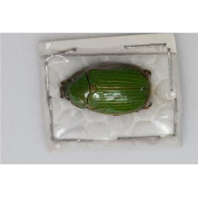 Chrysina rutelidedundeei femelle