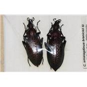Coptolabrus smaragdinus branickii LOT DE 2