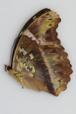 Cymothoe diphia femelle