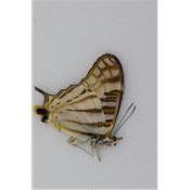 Cyrestis camillus
