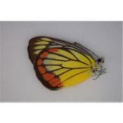 Delias hyparete hyparete femelle
