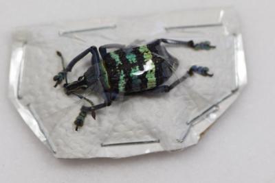 Eupholus magnificus
