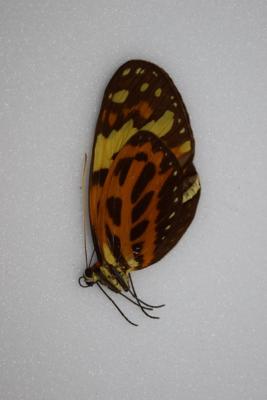 Melinaea mneme male