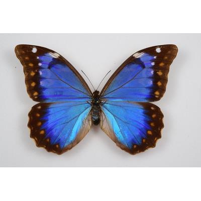 Morpho anaxibia femelle étalé A1-