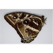 Morpho cisseis forme jaune marron FEMELLE