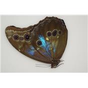 Morpho didius special n°5