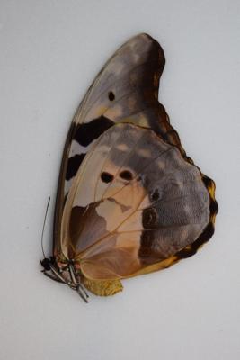 Morpho rhetenor helena femelle