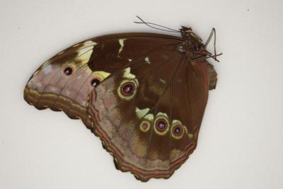 Morpho menelaus occidentalis femelle A1-