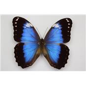 Morpho helenor violaceus mâle