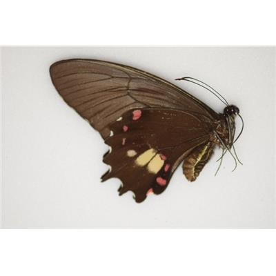 Papilio garlepi femelle A1A1 -