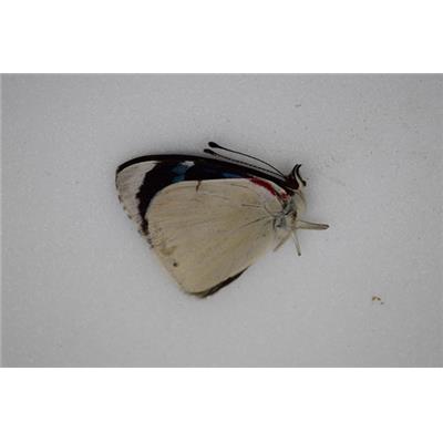 Perisama albipennis male