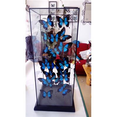 Vitrine papilio ulysses