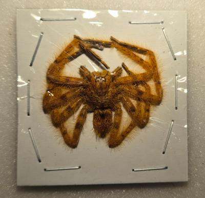 Spider orange 3/4 cm