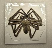 Spider gris 3/4 cm