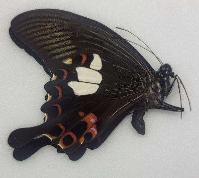 Papilio helenus