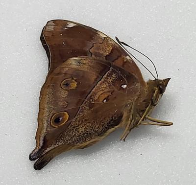 Doleschallia bisaltide