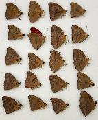 Cymothoe sangaris male A- lot de 20 pce
