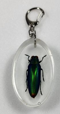 Porte clé bupreste moyen