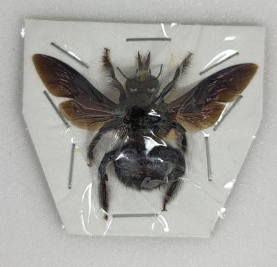 Xylocopa caerulea male