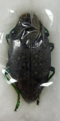 Polybothris navicularis