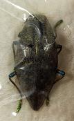 Polybothris impressipennis