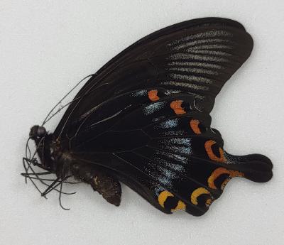 Papilio ascalaphus male