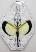 Tagesoides nigrosfasciata male