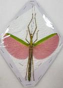 Marmessoidea rosea femelle