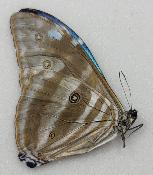 Morpho adonis mâle A1/A1-