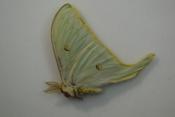 Actias artemis male A-