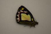 Delias luctosa male
