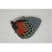 Agrias beatifica lachaumei femelle