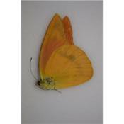 Appias nero zarinda male