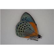 Asterope markii male A1A1-