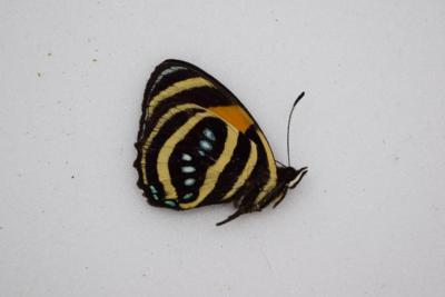 Callicore mionina male RARE
